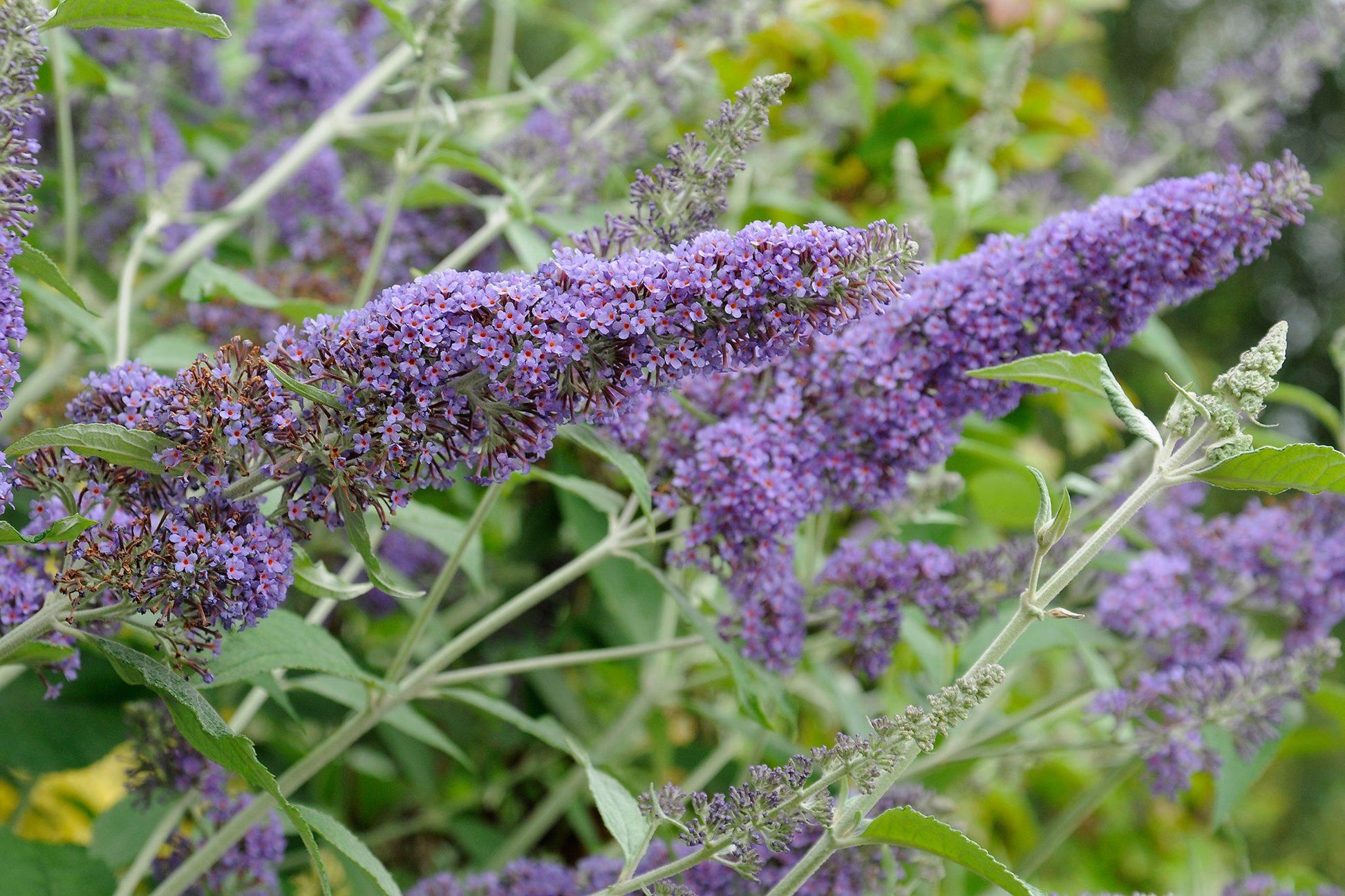 Buddleia Davidii 'nanho Blue' - View 17 from www redcrocus com