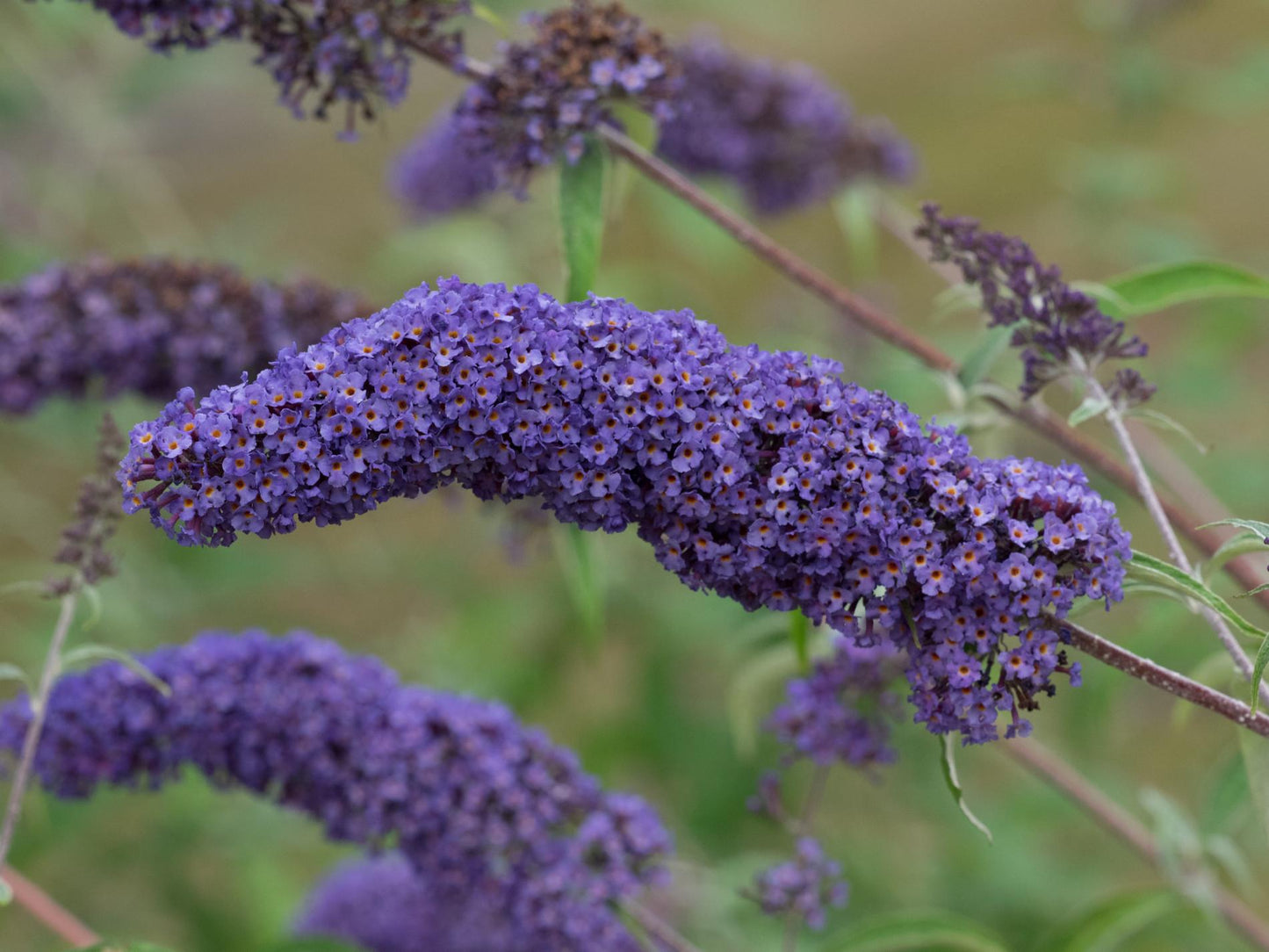 Buddleia Davidii 'nanho Blue' - View 18 from www redcrocus com