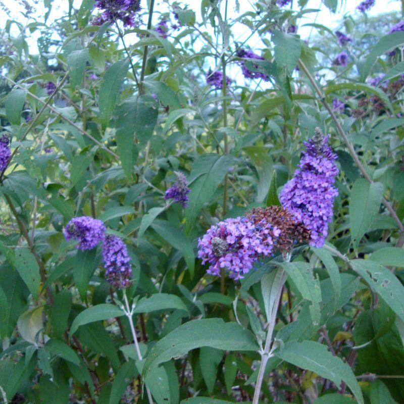 Buddleia Davidii 'nanho Blue' - View 19 from www redcrocus com