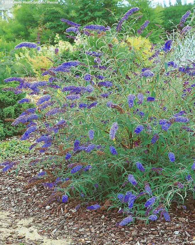 Buddleia Davidii 'nanho Blue' - View 20 from www redcrocus com
