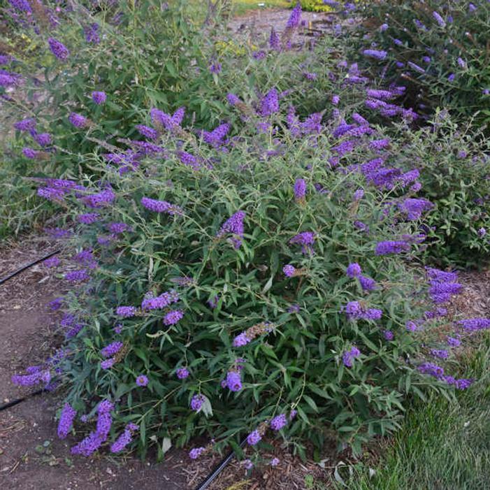 Buddleia Davidii 'nanho Blue' - View 21 from www redcrocus com