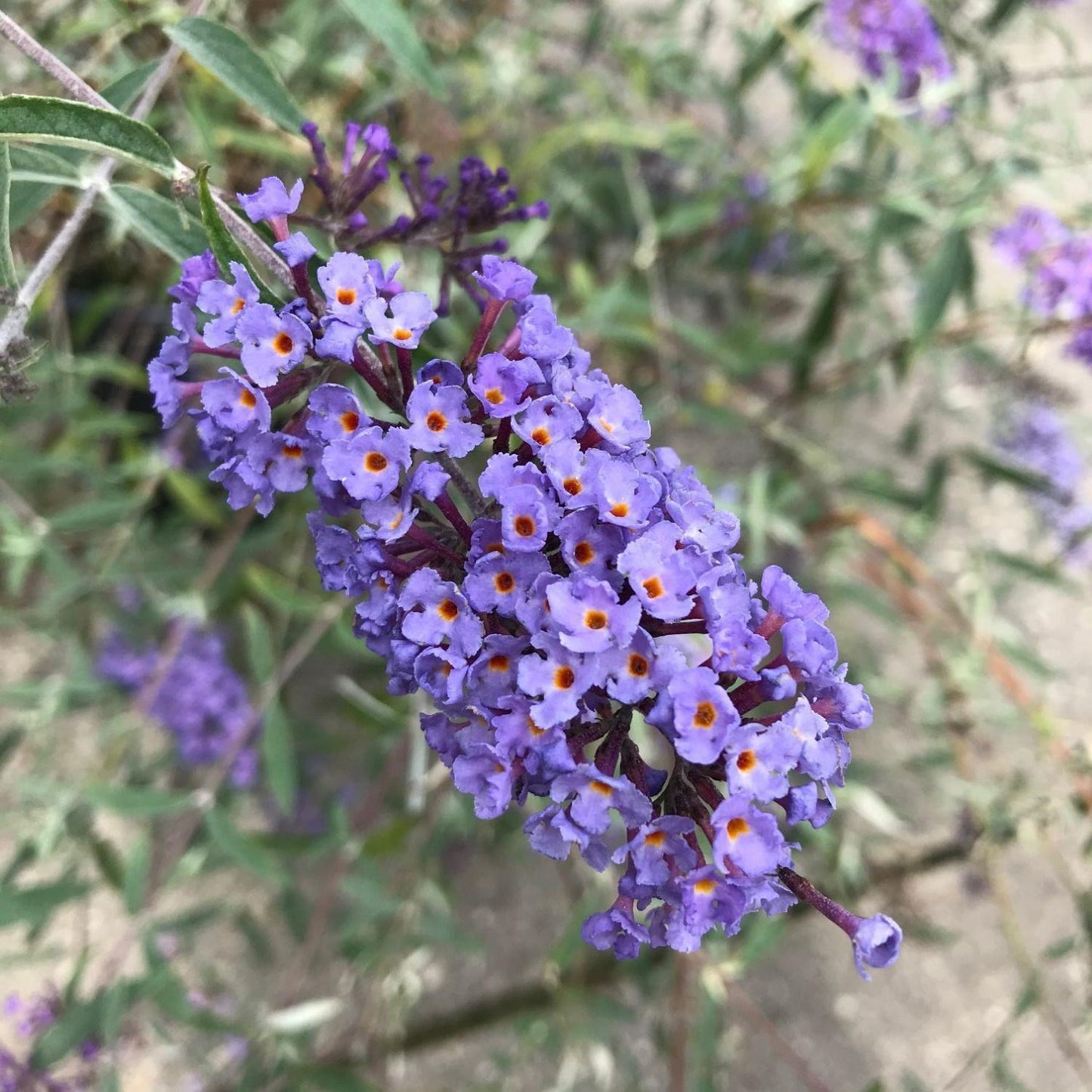 Buddleia Davidii 'nanho Blue' - View 23 from www redcrocus com