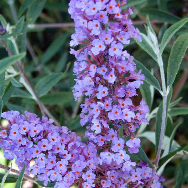 Buddleia Davidii 'nanho Blue' - View 24 from www redcrocus com