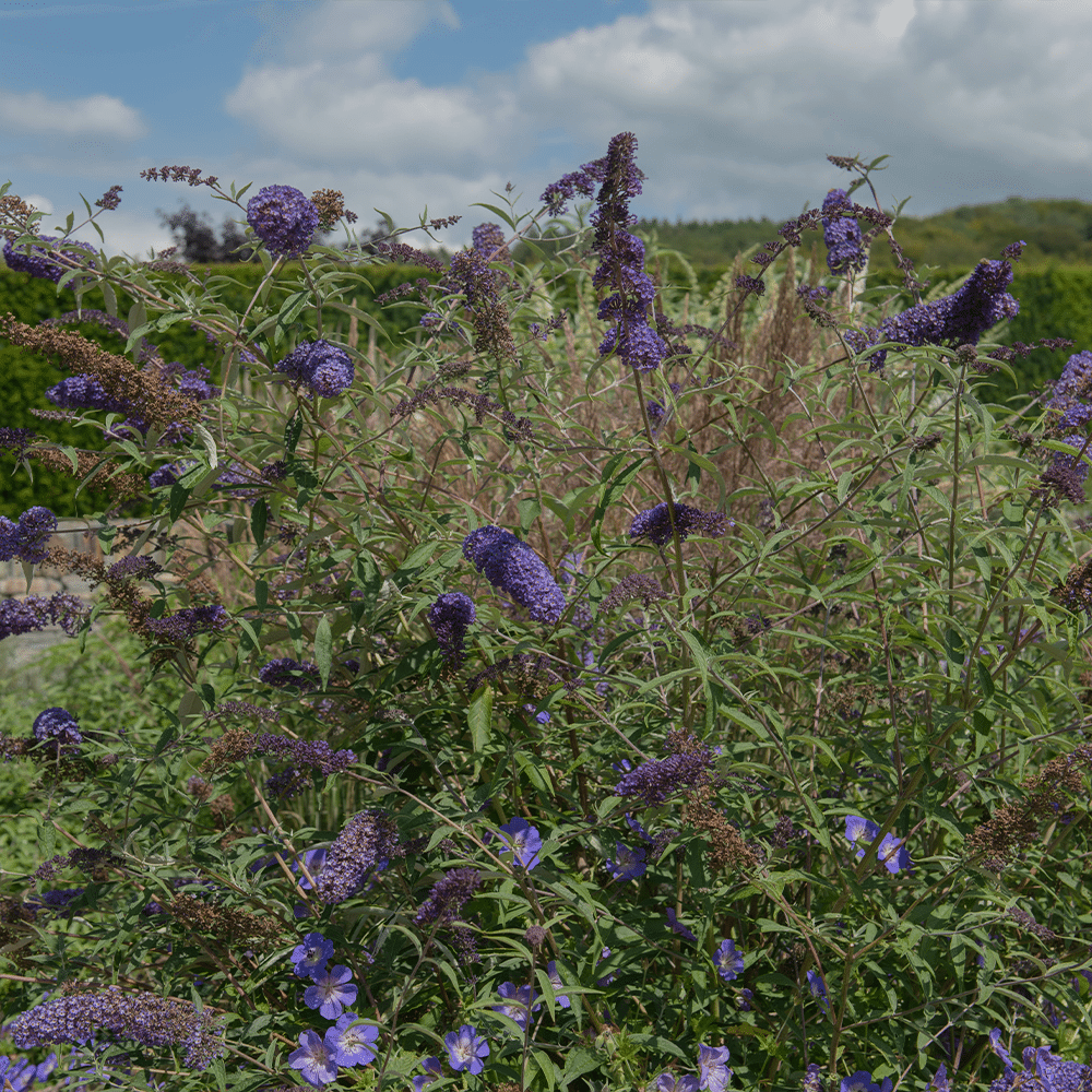 Buddleia Davidii 'nanho Blue' - View 25 from www redcrocus com