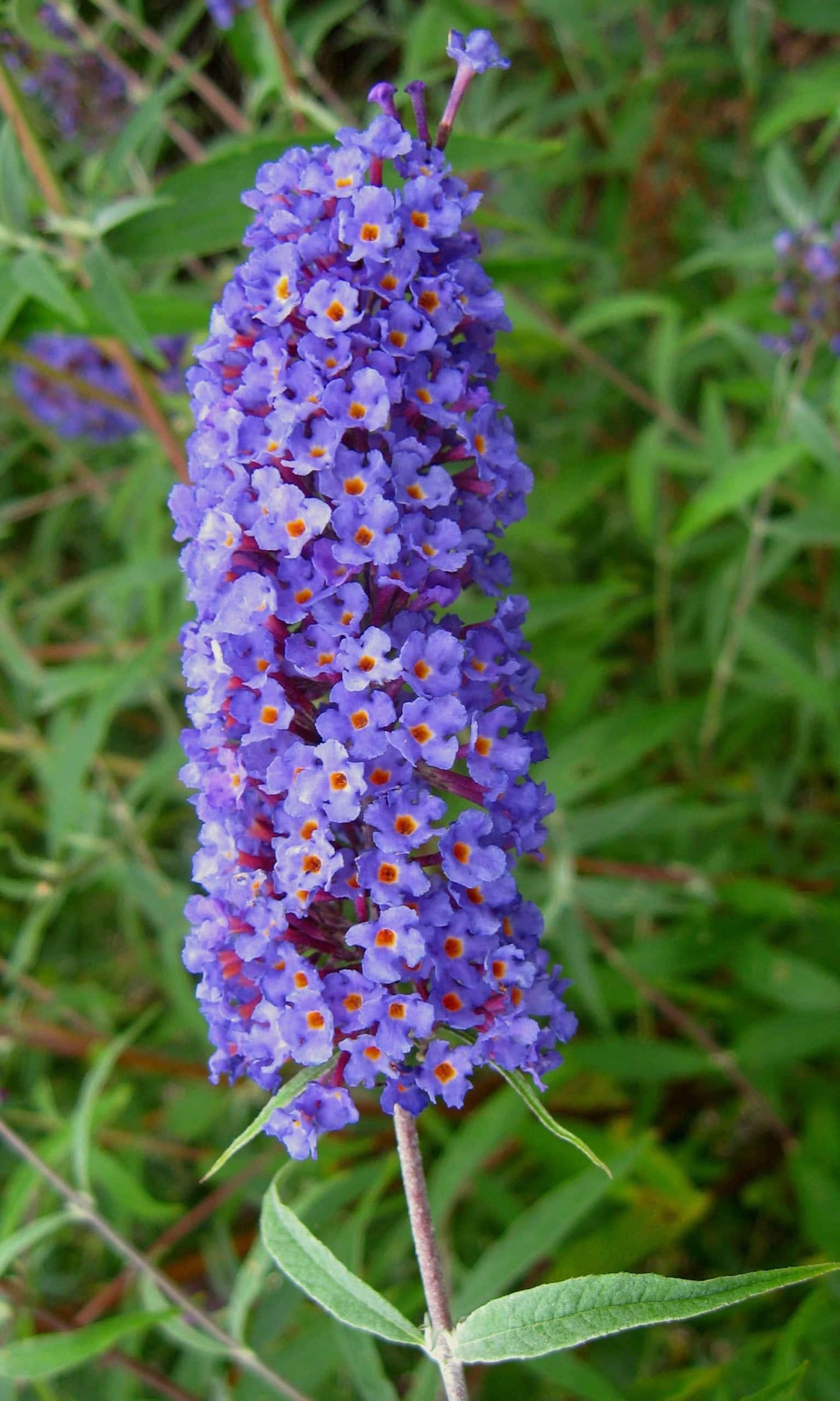 Buddleia Davidii 'nanho Blue' - View 26 from www redcrocus com