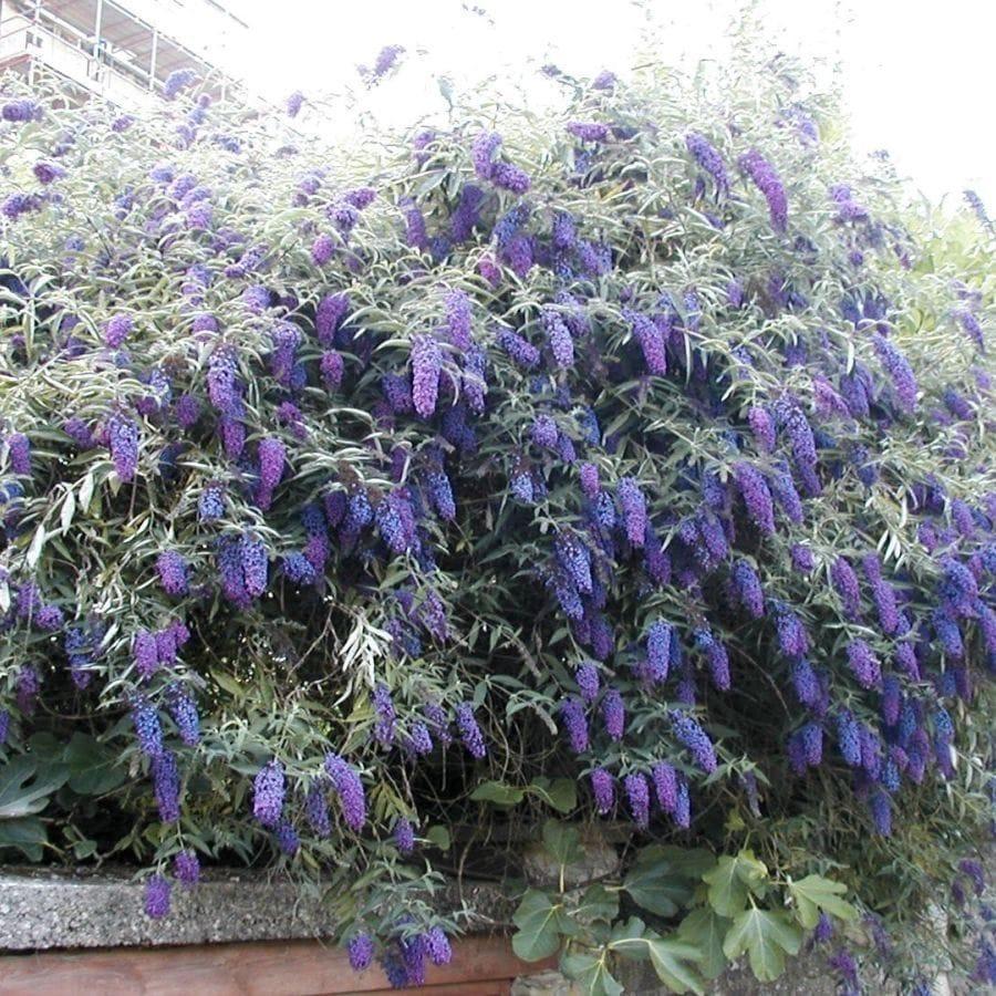 Buddleia Davidii 'nanho Blue' - View 28 from www redcrocus com