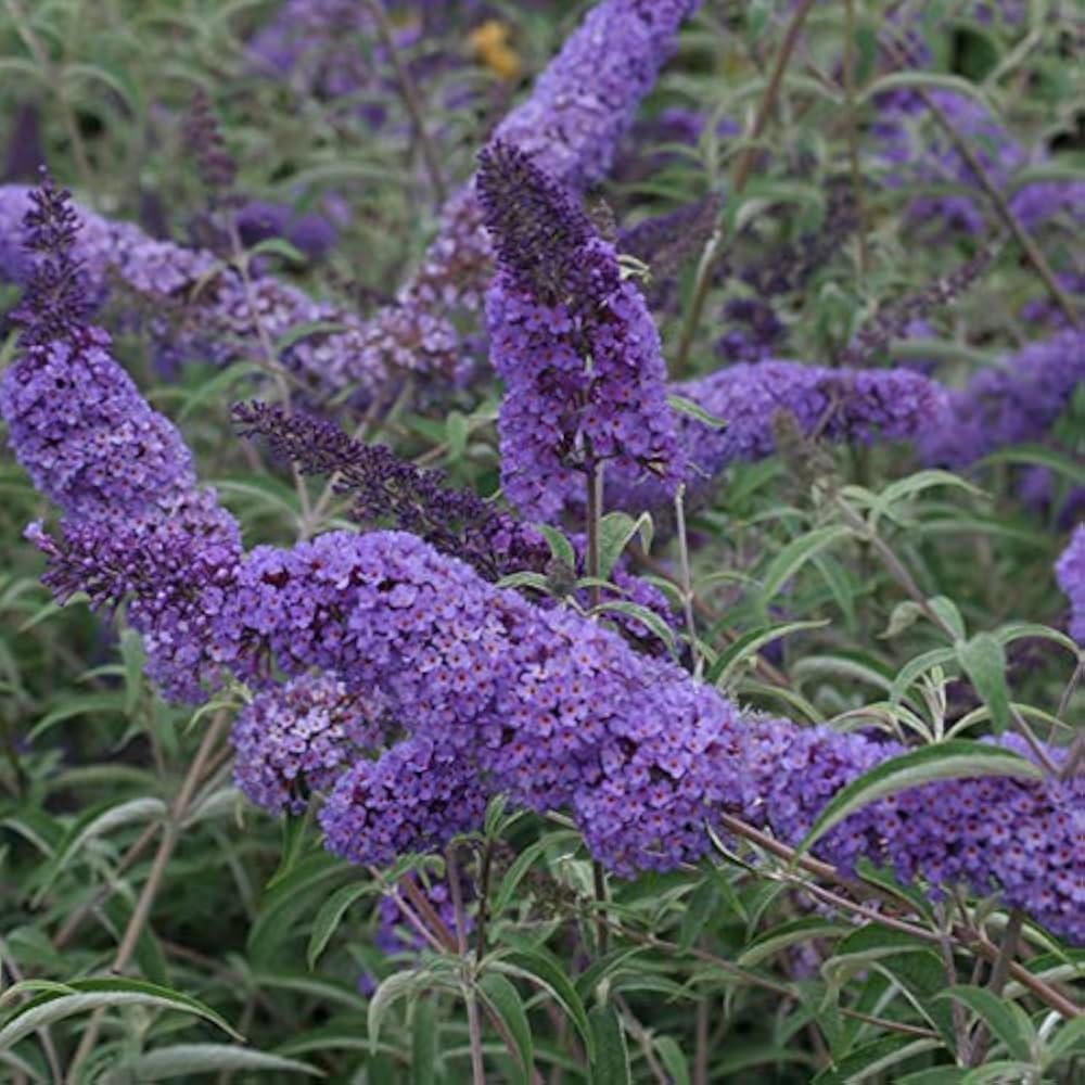 Buddleia Davidii 'nanho Blue' - View 29 from www redcrocus com