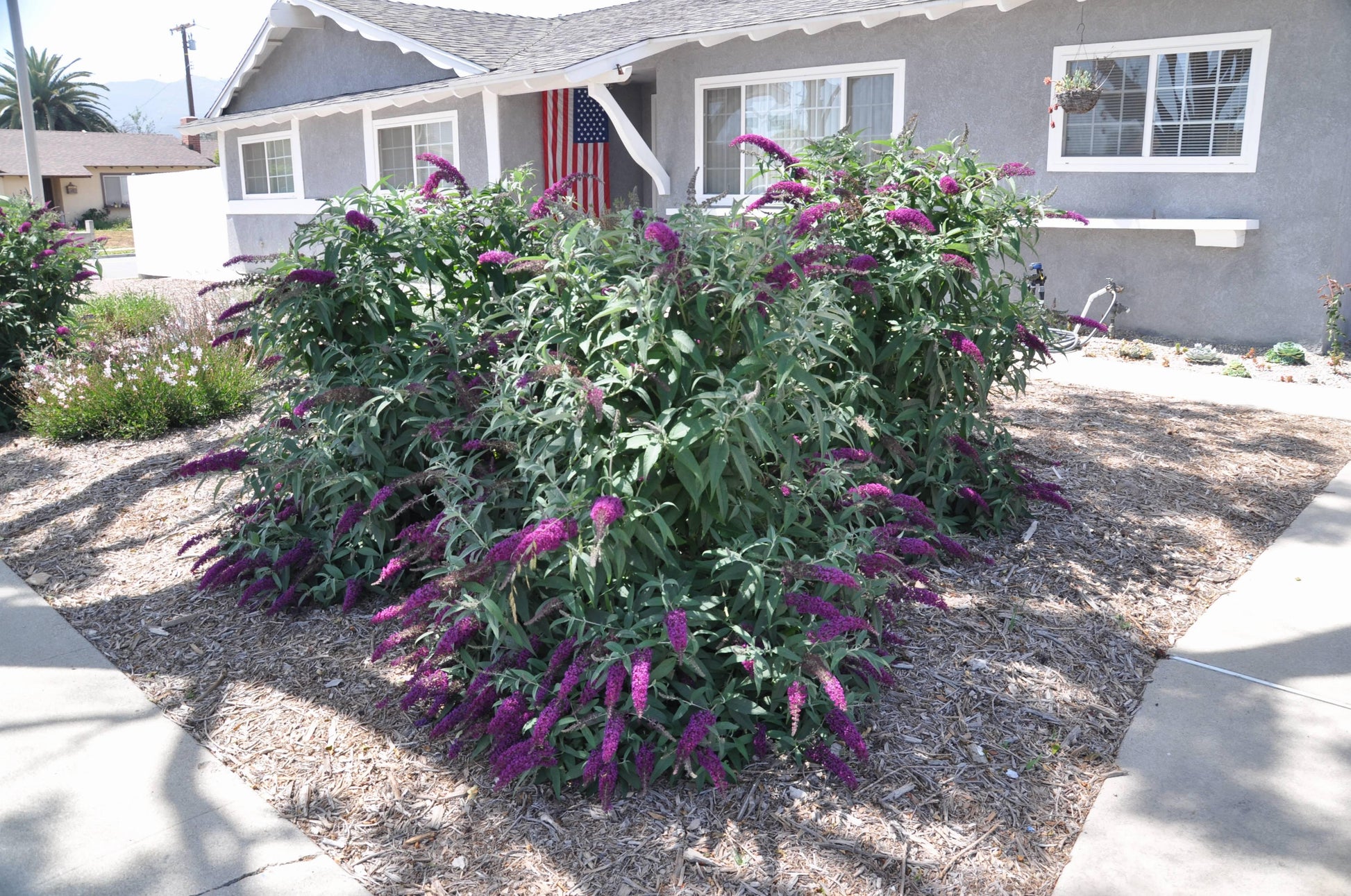 Buddleia Davidii 'nanho Blue' - View 30 from www redcrocus com