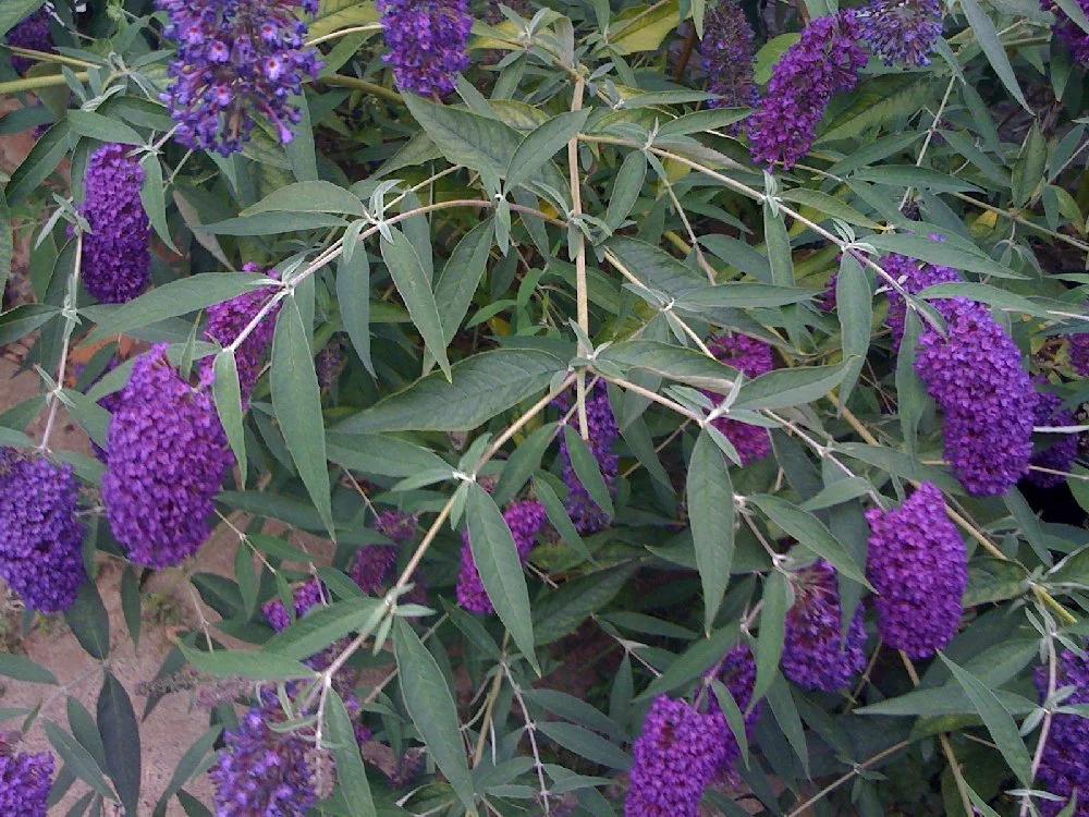 Buddleia Davidii 'nanho Blue' - View 31 from www redcrocus com