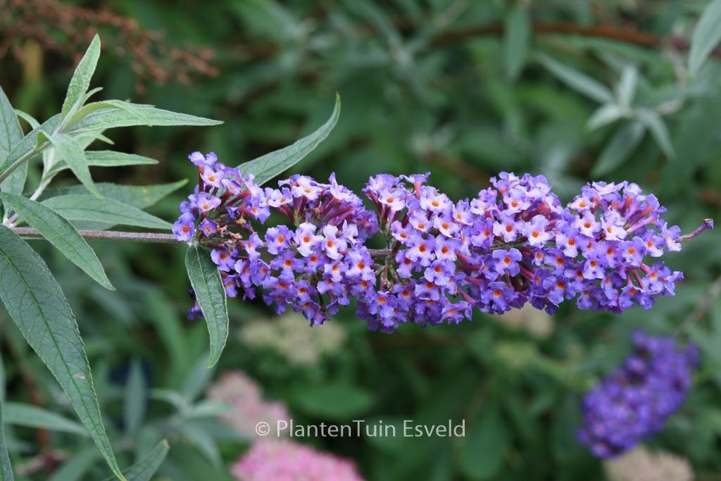 Buddleia Davidii 'nanho Blue' - View 32 from www redcrocus com