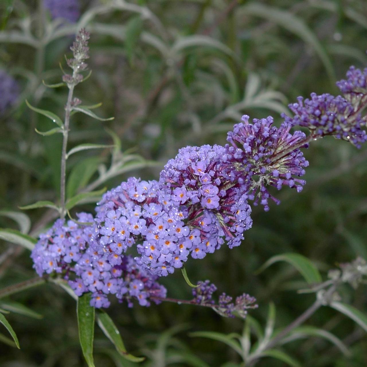 Buddleia Davidii 'nanho Blue' - View 33 from www redcrocus com