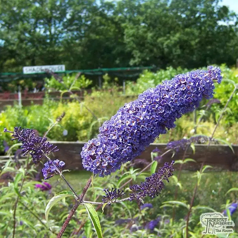 Buddleia Davidii 'nanho Blue' - View 33 from www redcrocus com