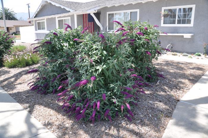 Buddleia Davidii 'nanho Blue' - View 34 from www redcrocus com