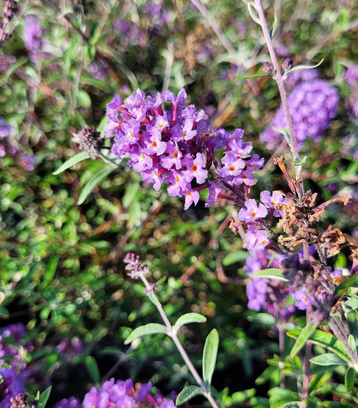 Buddleia Davidii 'nanho Blue' - View 36 from www redcrocus com