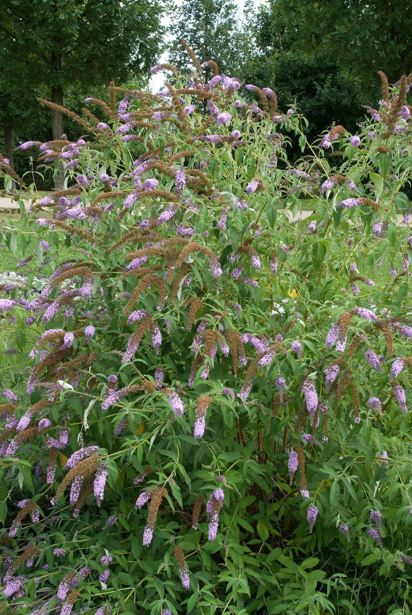 Buddleia Davidii 'nanho Blue' - View 38 from www redcrocus com