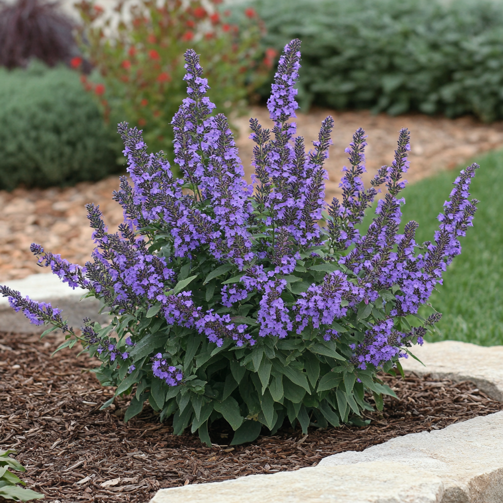 Buddleia Davidii 'nanho Blue' - View 39 from www redcrocus com