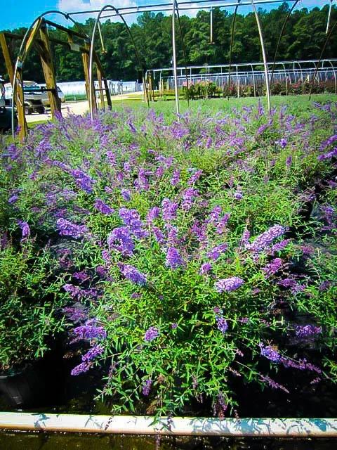 Buddleia Davidii 'nanho Blue' - View 39 from www redcrocus com