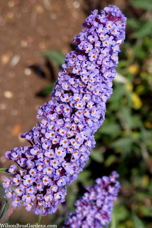 Buddleia Davidii 'nanho Blue' - View 3 from www redcrocus com