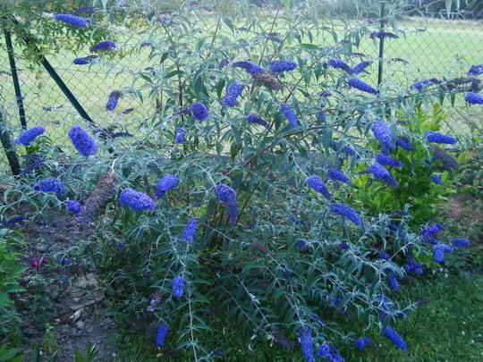 Buddleia Davidii 'nanho Blue' - View 4 from www redcrocus com