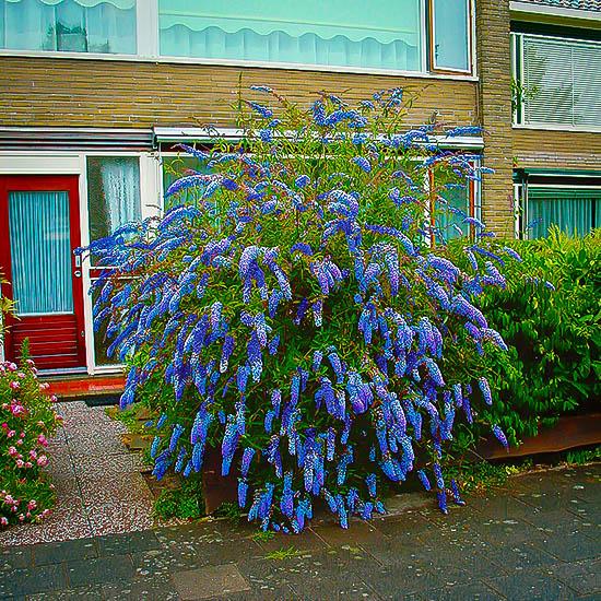 Buddleia Davidii 'nanho Blue' - View 6 from www redcrocus com