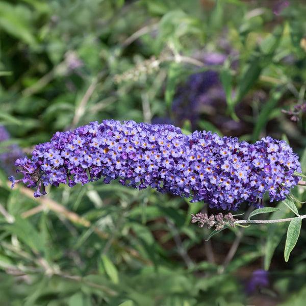 Buddleia Davidii 'nanho Blue' - View 8 from www redcrocus com