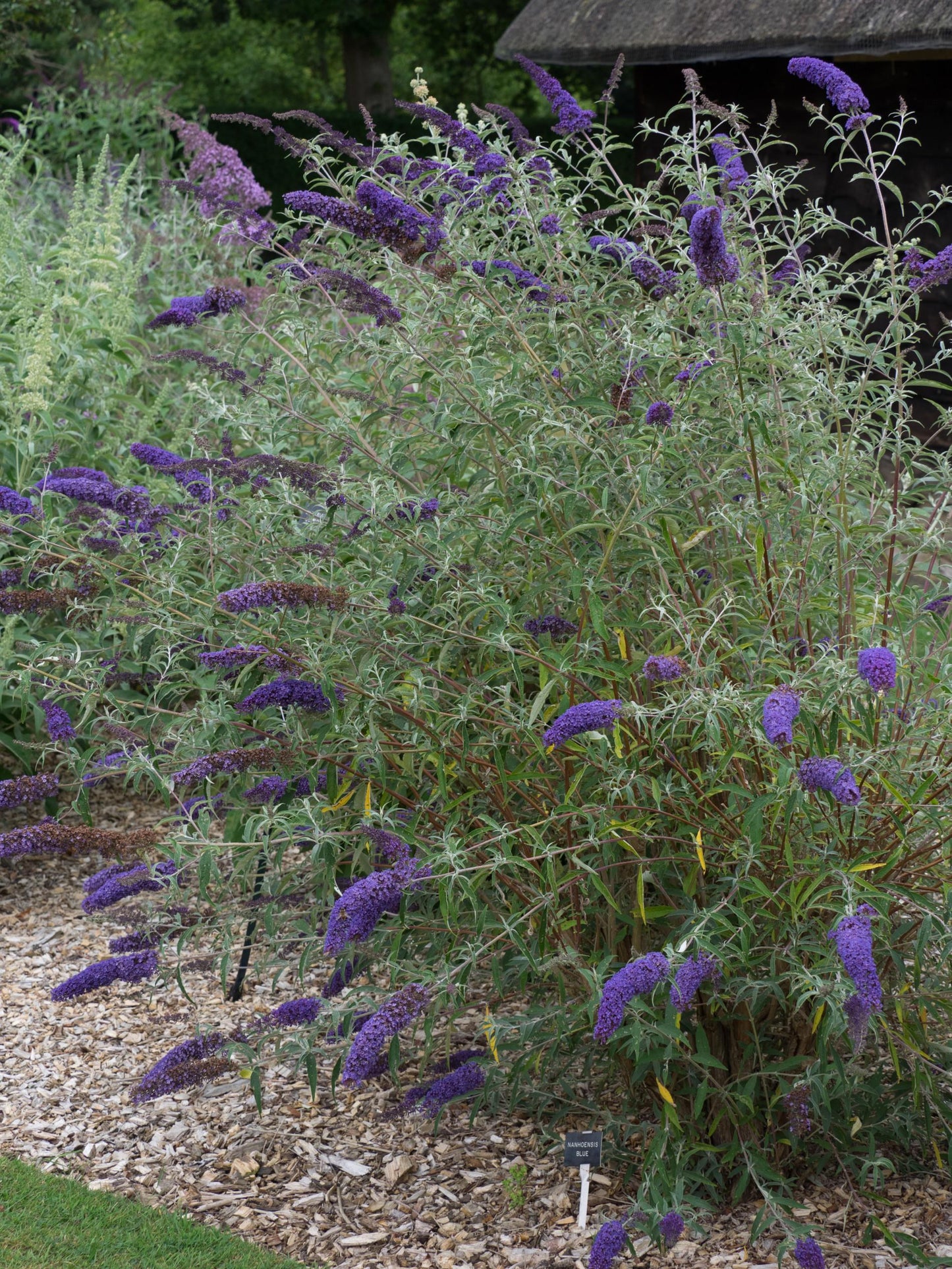 Buddleia Davidii 'nanho Blue' - View 9 from www redcrocus com