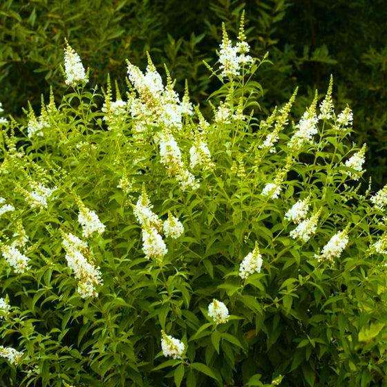 Buddleia Davidii 'nanho White' - View 10 from www redcrocus com