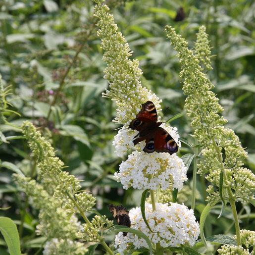 Buddleia Davidii 'nanho White' - View 13 from www redcrocus com