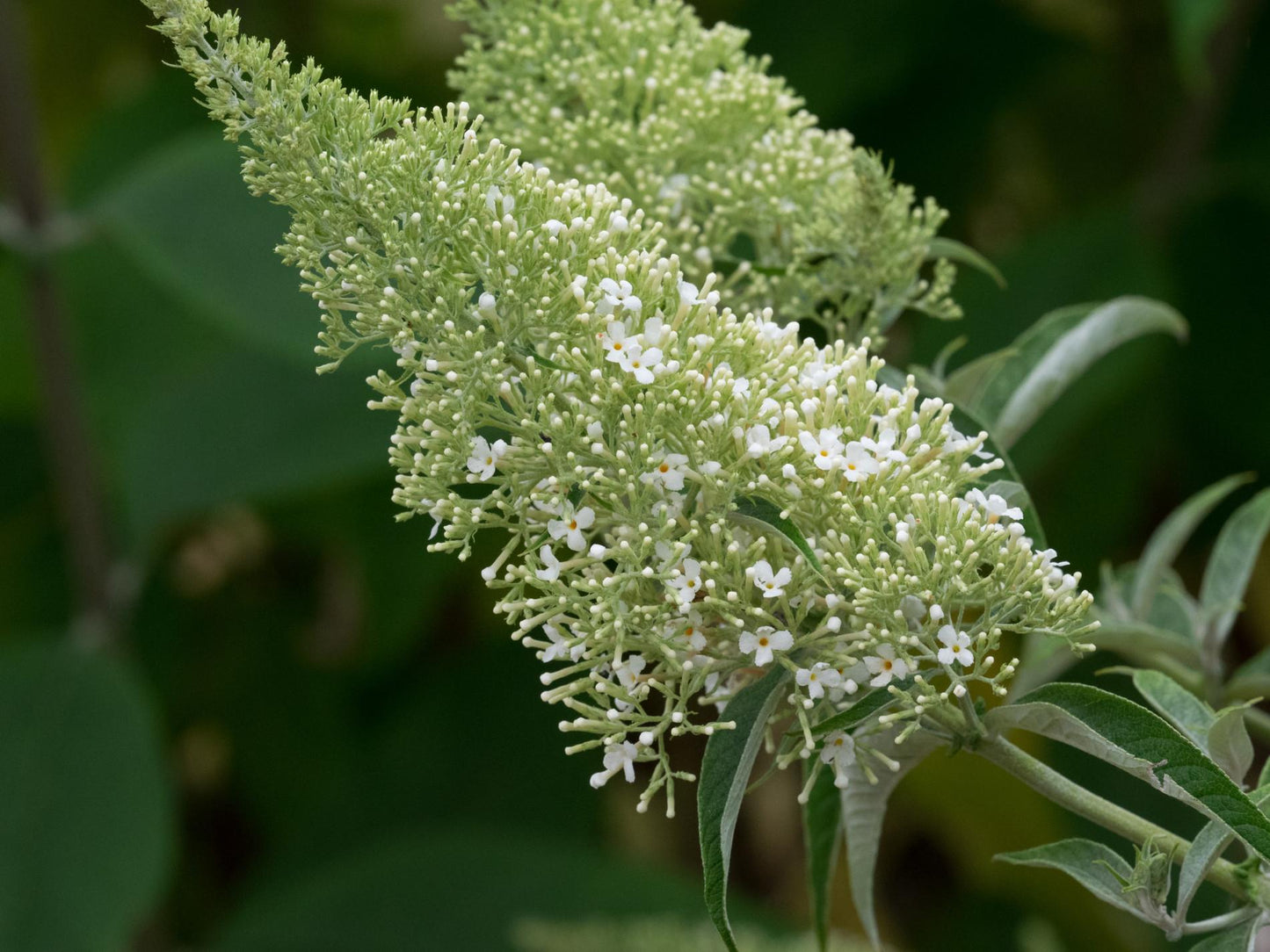 Buddleia Davidii 'nanho White' - View 14 from www redcrocus com