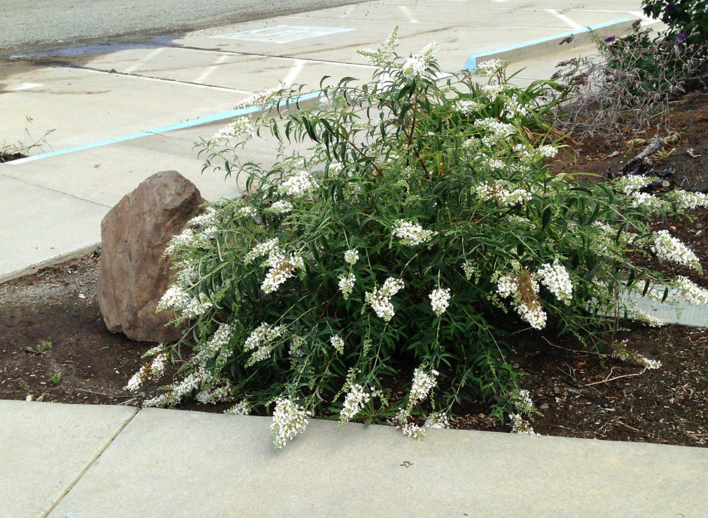 Buddleia Davidii 'nanho White' - View 15 from www redcrocus com