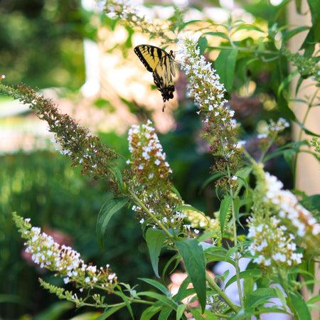 Buddleia Davidii 'nanho White' - View 16 from www redcrocus com