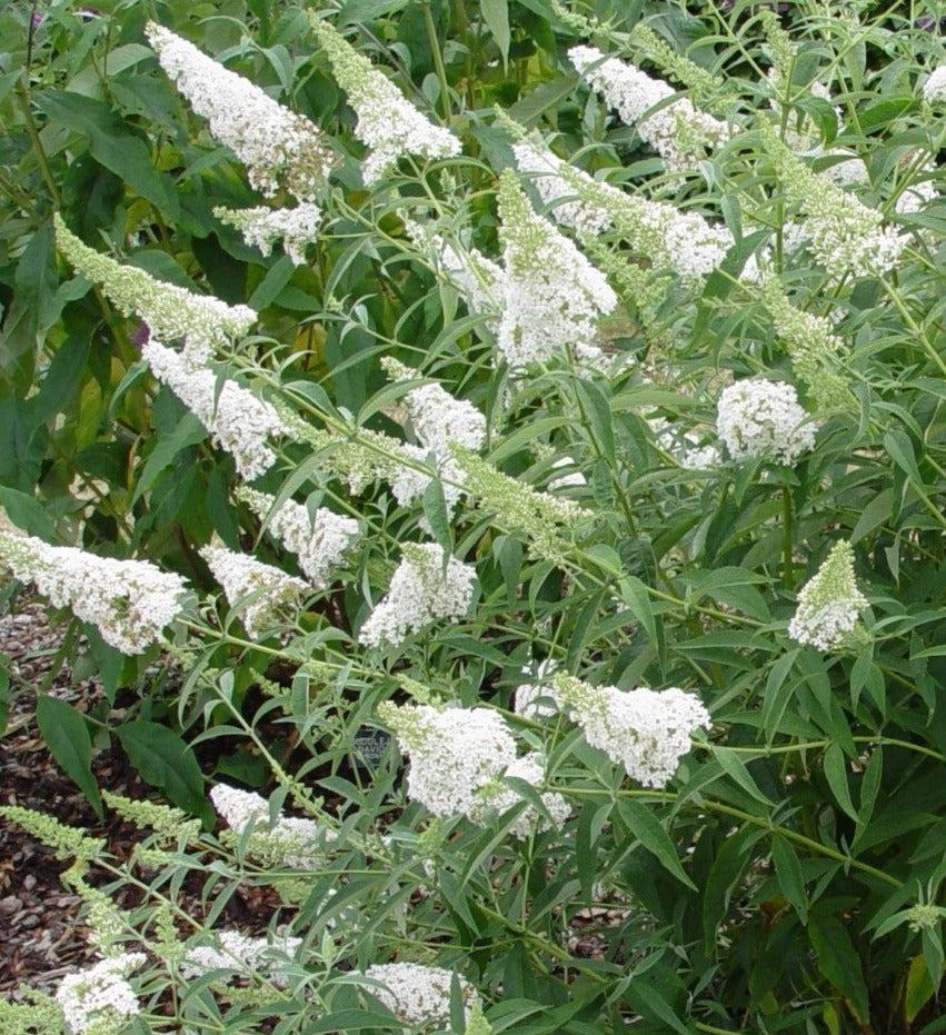 Buddleia Davidii 'nanho White' - View 17 from www redcrocus com