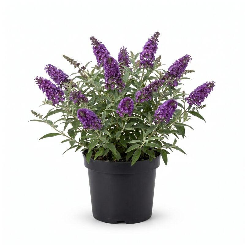 Buddleia Davidii 'nanho White' - View 18 from www redcrocus com