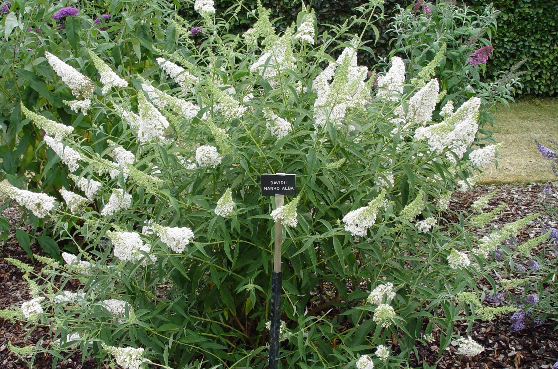 Buddleia Davidii 'nanho White' - View 1 from www redcrocus com