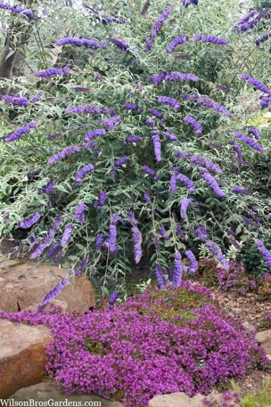 Buddleia Davidii 'nanho White' - View 20 from www redcrocus com