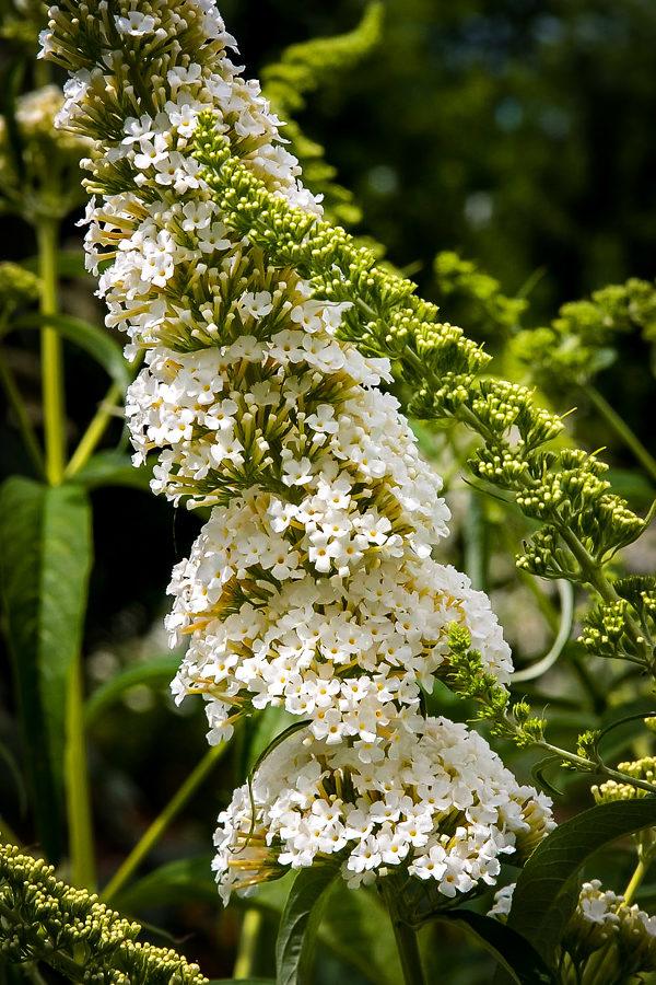 Buddleia Davidii 'nanho White' - View 21 from www redcrocus com