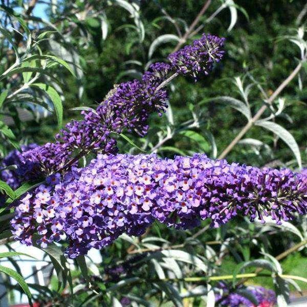 Buddleia Davidii 'nanho White' - View 23 from www redcrocus com
