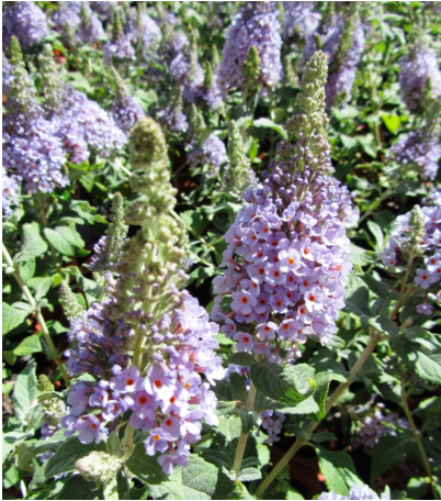 Buddleia Davidii 'nanho White' - View 24 from www redcrocus com