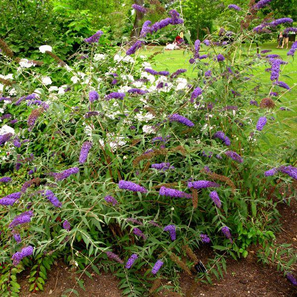 Buddleia Davidii 'nanho White' - View 25 from www redcrocus com