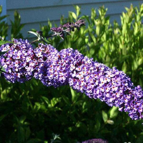 Buddleia Davidii 'nanho White' - View 28 from www redcrocus com