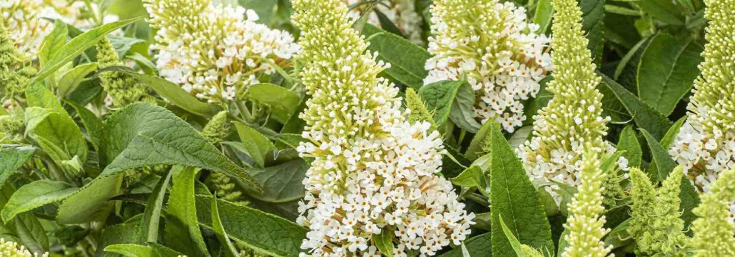 Buddleia Davidii 'nanho White' - View 29 from www redcrocus com