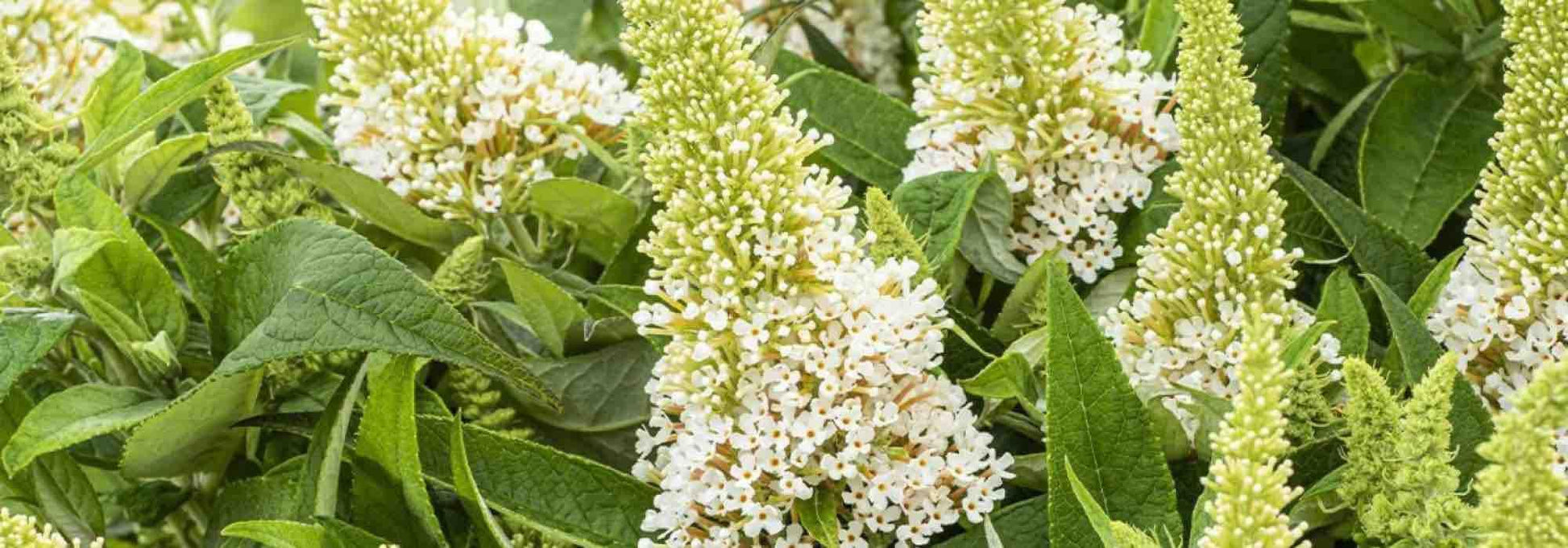 Buddleia Davidii 'nanho White' - View 29 from www redcrocus com