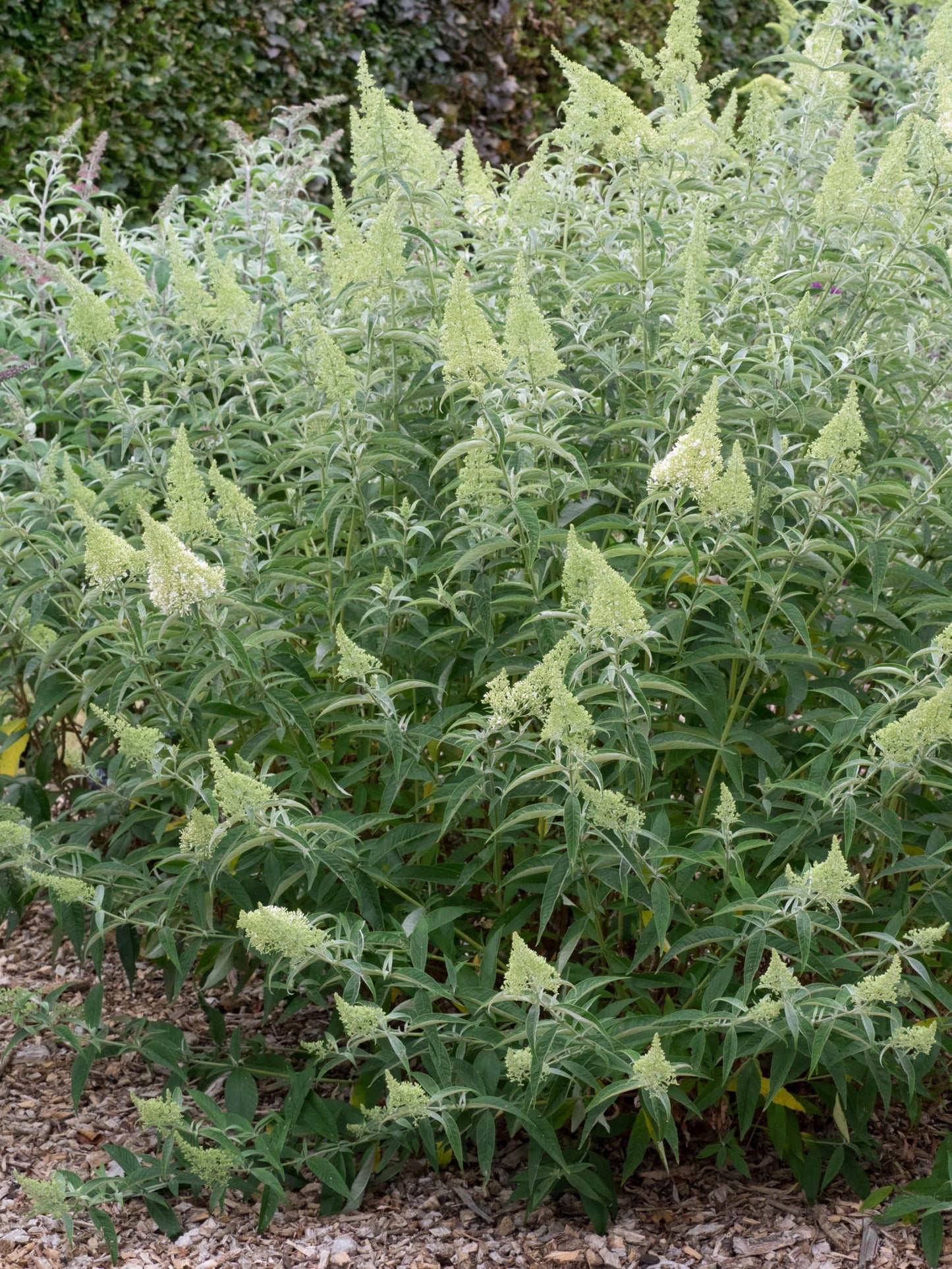 Buddleia Davidii 'nanho White' - View 2 from www redcrocus com