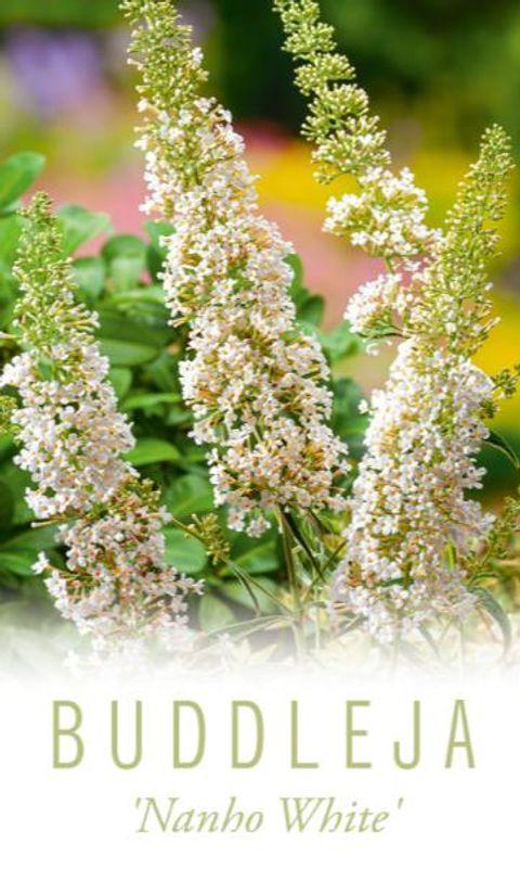 Buddleia Davidii 'nanho White' - View 30 from www redcrocus com