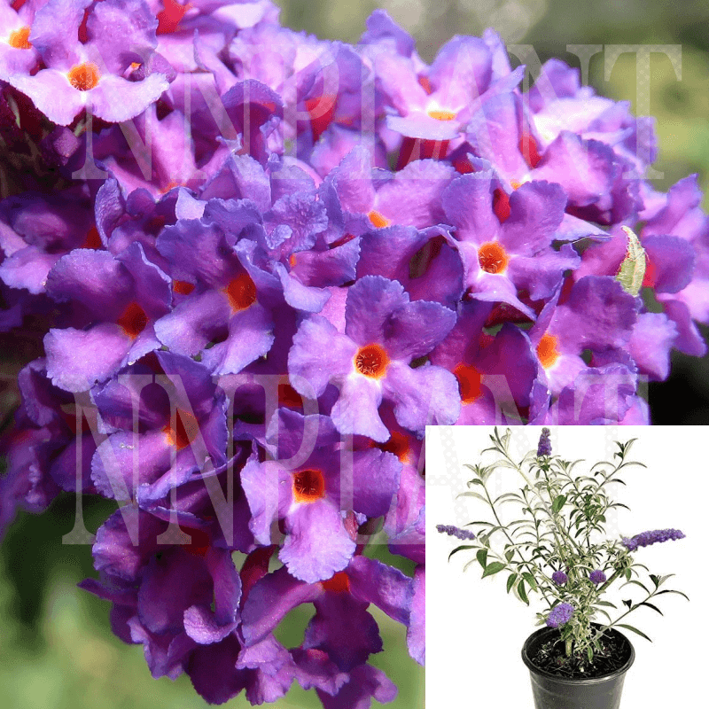 Buddleia Davidii 'nanho White' - View 31 from www redcrocus com