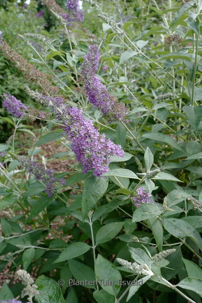 Buddleia Davidii 'nanho White' - View 32 from www redcrocus com