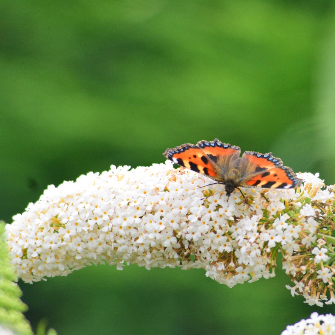 Buddleia Davidii 'nanho White' - View 3 from www redcrocus com