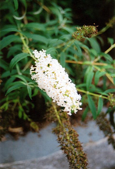 Buddleia Davidii 'nanho White' - View 4 from www redcrocus com
