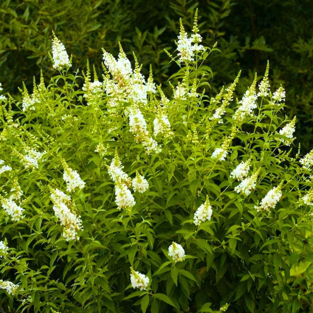 Buddleia Davidii 'nanho White' - View 5 from www redcrocus com