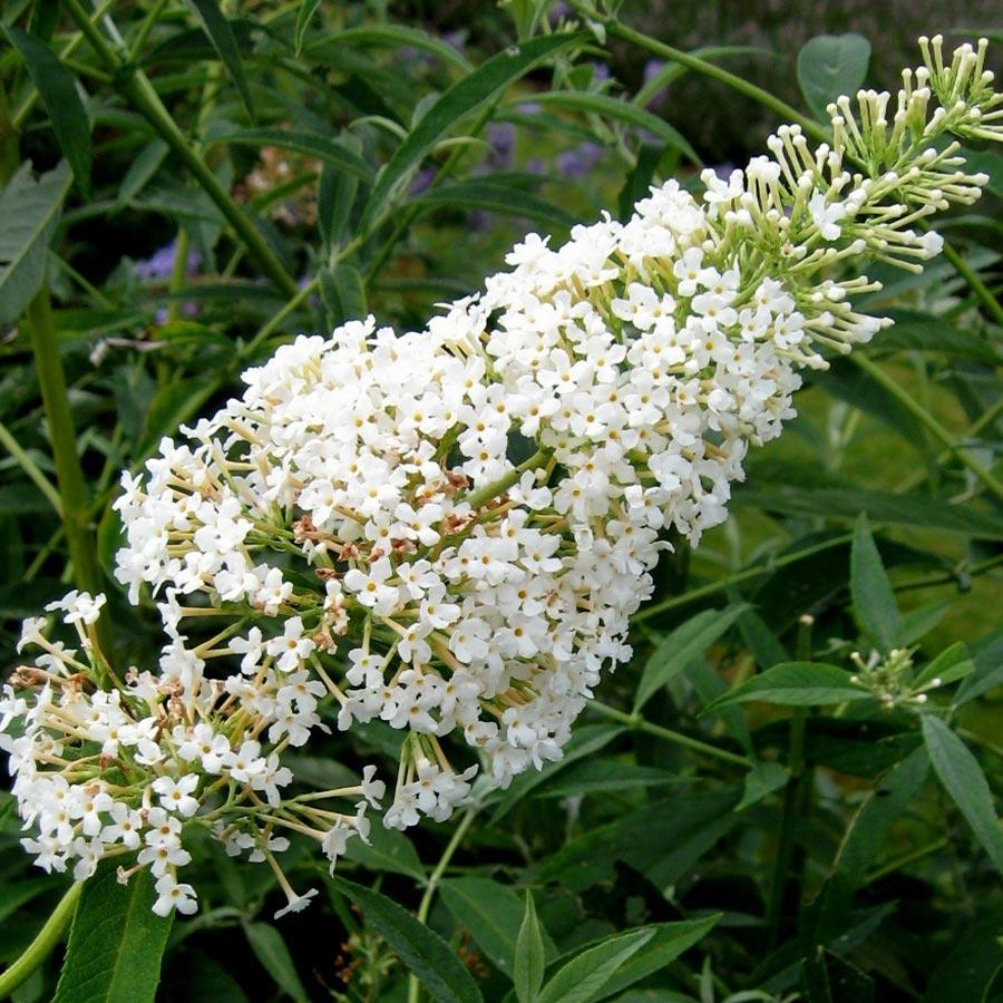 Buddleia Davidii 'nanho White' - View 6 from www redcrocus com